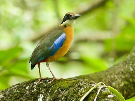 Krabi Bird Watching Tour Day Trip